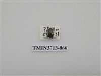 藏品(金龜子科)的圖片